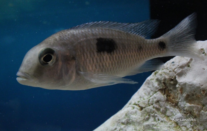 Otopharynx sp. 'auromarginatus margrette'